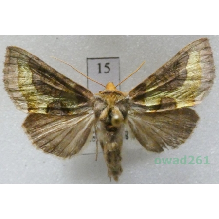 Diachrysia stenochrysis (Warren, 1913) Czech15